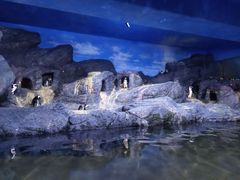 -暹罗海洋世界