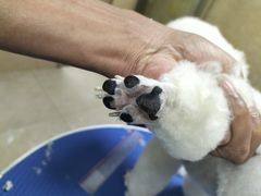 -佳雯宠物医院·皮肤科·内外科(春晓路分院)