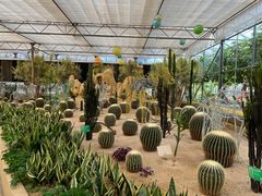 -南宫五洲植物乐园