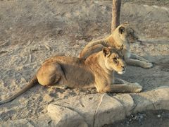 -北京野生动物园