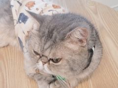 -楼上猫咖(罗湖店)