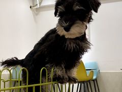 -Let's go狗咖·猫咖·奶狗·桌游(春熙路IFS店)