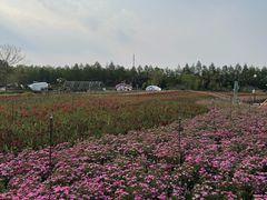 -荷兰花海