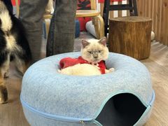 -柴迷FANS CLUB·柴犬狗咖·猫咖
