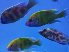 -海合安武汉极地海洋公园