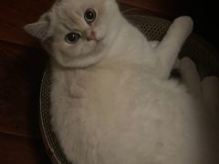 -喵zoo家庭繁育猫舍(尖东智能花园店)