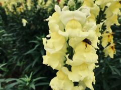 -广东花都香草世界旅游度假区