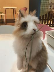 -Moni星球萌宠·小马宝莉·灵蛇·高端高阶全萌宠互动体验俱乐部(红豆国际广场店)