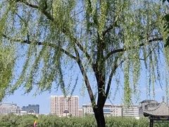 -莲花池公园