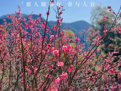-篁岭景区