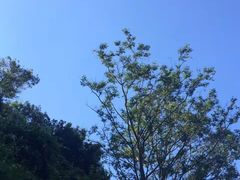 -阳台山森林公园