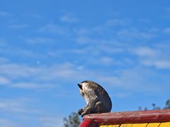 -西霞口神雕山野生动物世界