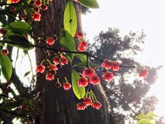 -东山雕花楼