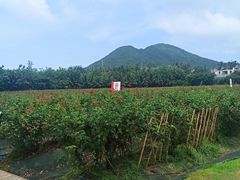 -亚龙湾国际玫瑰谷