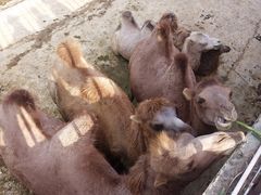 -泉州海丝野生动物世界