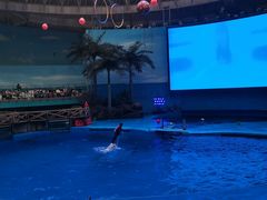 -海合安成都极地海洋公园