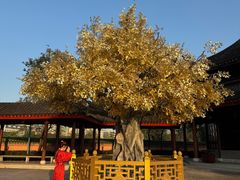 -广东圆玄道观