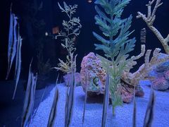 -上海海洋水族馆