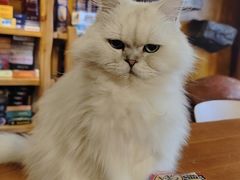 -猫猫幼稚园·撸猫·桌游·电玩