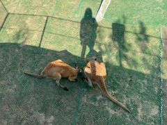 -西霞口神雕山野生动物世界