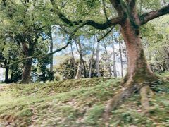 -奈良公园