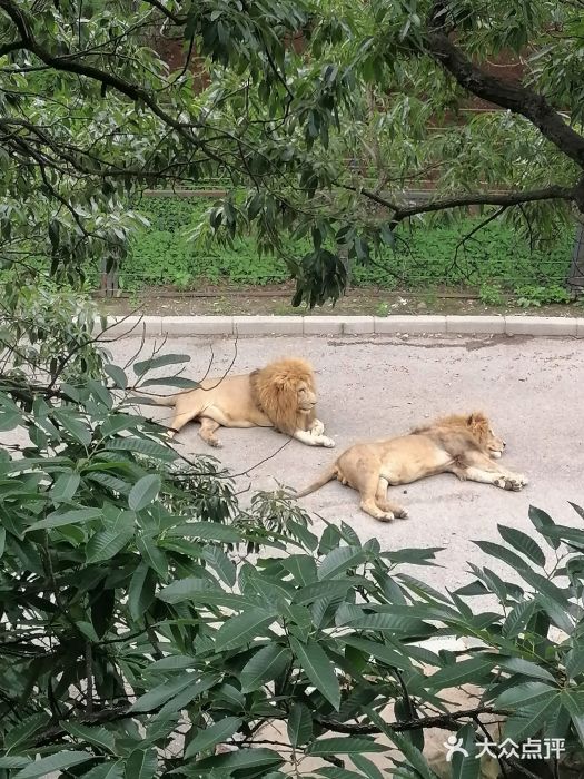 大连森林动物园图片