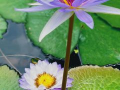 -上海辰山植物园