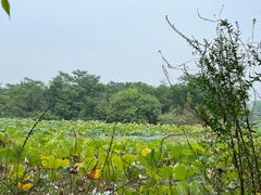 -西安浐灞国家湿地公园