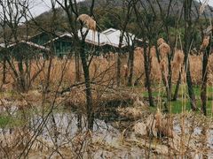 -西湖风景区-江洋畈生态公园
