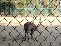 -北京麋鹿生态实验中心