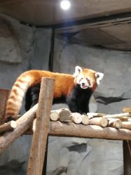 点击看大图 -Zoolung Zoolung动物主题公园(海信广场店)