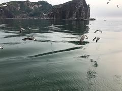 -长岛万鸟岛