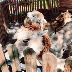 -萌宠亲子动物乐园(槐房万达店)