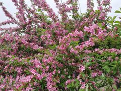 -铁山坪森林公园