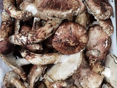 -茶马古道·野生菌清汤黄牛肉(沙溪店)