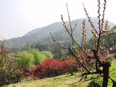 -桃花岭景区