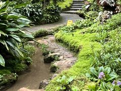 -深圳仙湖植物园
