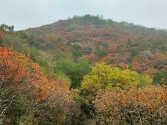-北京西山国家森林公园