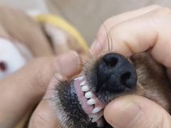 -北京观赏动物医院·24小时大型综合·猫专科·异宠专科