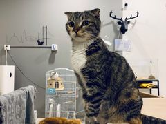-平行世界·猫咖(首经贸店)