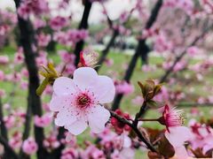 -上海共青森林公园