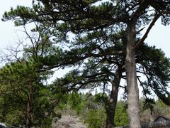 -阳台山自然风景区