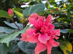 -瑞丽独树成林风景区