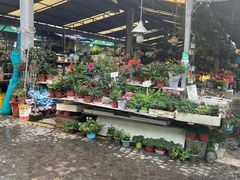 -曲阳花鸟市场(曲阳路店)