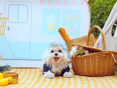 -超宠爱宠物摄影-Super pet