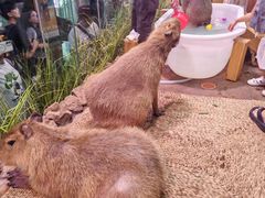 -正佳雨林生态植物园