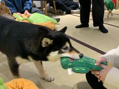 -逗柴咖啡屋·狗咖猫咖宠物桌游