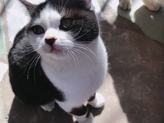 -喵屿·大理花园猫咖