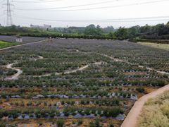 -紫颐香薰山谷景区