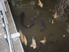 -桂林碧玉国际大酒店-碧玺茶餐厅
